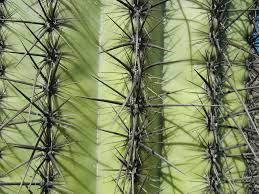11 Things You Didnt Know About Saguaro Cacti Science Friday