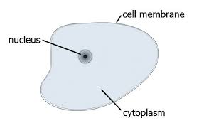 During animal cell division, the centrioles replicate (make new copies) and the centrosome divides. Animal Cells Biology For Students