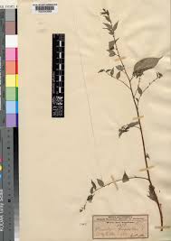 Image result for Pouzolzia guineensis