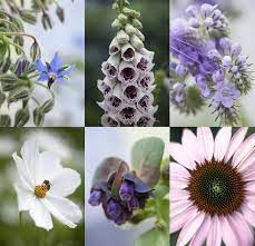 Hanging plant baskets bring an unmatched elegance to an area, be it outdoors or indoors. Bee Friendly Flowers News From Chiltern Seeds