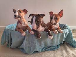 Maybe you would like to learn more about one of these? Miniature English Bull Terrier Puppies Barnsley South Yorkshire Pets4homes