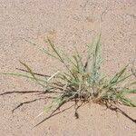 Image result for Centropodia