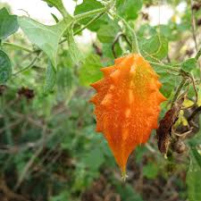 Image result for Momordica charantia