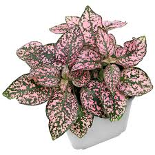 Image result for Hypoestes sp. aff. aristata B