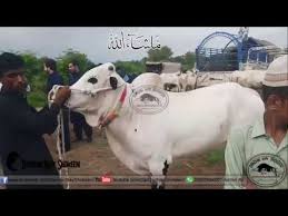 Happy eid al adha in advance. Fateh Jang Bakra Mandi