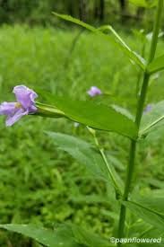 Image result for Phrymaceae