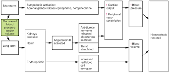 20 4 Homeostatic Regulation Of The Vascular System Anatomy