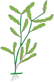 Image result for Potamogeton crispus