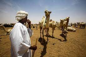 As the bactrian camel was the original native species of to the degree that arab camel breeders in mesopotamia also played a major. Sudan S Desert Nomads Untouched By Bashir S Downfall Arab News