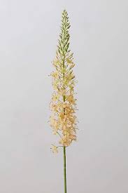 Dried flowers are an effortless way to bring nature into your home without having to worry about caring for them with water and light! Faux Eremurus Stem Dried Flowers Faux Plants Pink Grass
