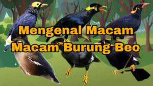 Mengenal Macam Macam Burung Beo - YouTube