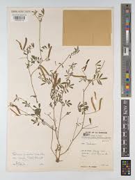 Image result for Tephrosia pumila