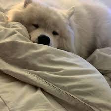 а мне а мне а мне чего тебе а мне Pin By Desya Putri Ariella On Baby S In 2020 Cute Dog Beds Cute Dog Wallpaper Samoyed Dogs