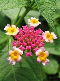 Pin On Gardening Ideas