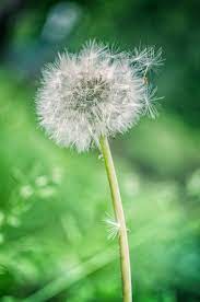 Pin By Alie Beijert On Dandelions Dandelion Happy Flowers Dandelion Flower