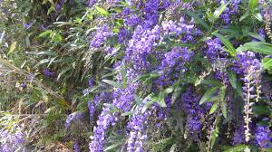 Image result for Hardenbergia comptoniana
