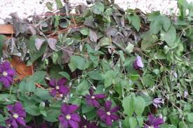 We did not find results for: How To Care For Your Clematis Sault Ste Marie News