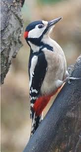 Greater Spotted Woodpecker Europe Zhivotnye Krasivye Pticy Fotografii Ptic