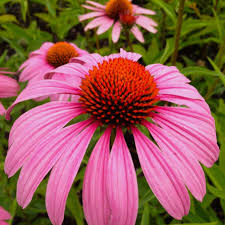 Image result for Echinacea purpurea `Magnus`
