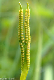 Image result for Ophioglossum vulgatum