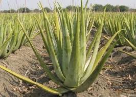 Image result for Aloe lutescens