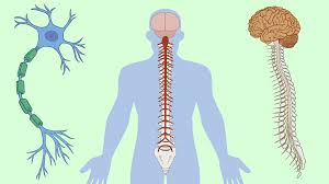 The nervous system can be divided into anatomic and functional parts; Nervous System The Partnership In Education