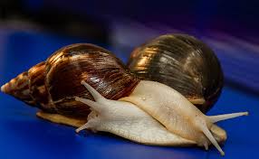 Once the water is boiling then we are going to add the pieces of cucumber into it and blanch them. Domestic Snails Of Akhatina Whether To Start Them Snail Akatina Does Not Eat And Hides What To Do The Snail Akhatina Eats