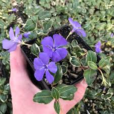 Image result for Vinca minor