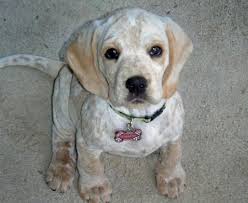 Beagle Cocker Spaniel Mix Black And White Willow The Cocker Spaniel Mix Cocker Spaniel Mix Unique Dog Breeds Cocker Spaniel