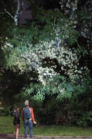 Maybe you would like to learn more about one of these? Photos Of The Most Magnificent Night Blooming Cereus In Orlando Arts Stories Interviews Orlando Orlando Weekly