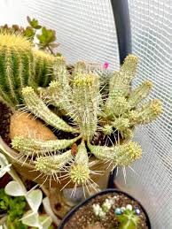 Image result for Euphorbia corniculata