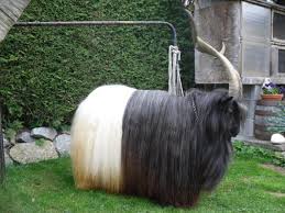 Strange Farm Animals Wild 2 Tone Long Haired Black And White Goat Animal Antics Funny Animal Pictures Farm Animals