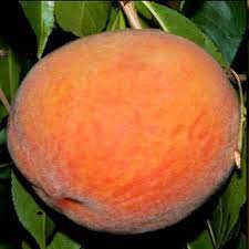 Maybe you would like to learn more about one of these? Buy Loring Peach Tree From Ty Ty Nursery