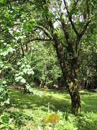 Image result for Bauhinia burrowsii