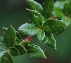 Image result for Berberis verruculosa