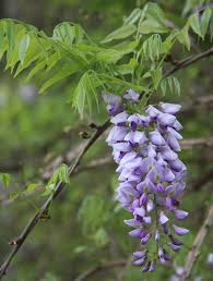 One of the most reliable even in northern climates, pale purple blooms several times between early. Wisteria Frutescens American Wisteria Kentucky Wisteria Texas Wisteria North Carolina Extension Gardener Plant Toolbox