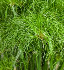 Image result for Cyperus tenax