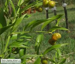 Image result for Asparagus asparagoides