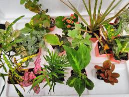 We discuss everything from choosing the proper container to adding the finish. Buy Terrarium Fairy Garden Plants 8 Plants In 2 5 Is Approximately 4 To 6 Inches Height Of The Plant Online In Taiwan B014lswsfq