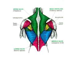 How does muscle contraction work? Muscles In The Shoulder Chest Arm Stomach And Back Ppt Download