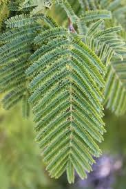 Image result for Dichrostachys