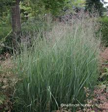 Image result for Panicum merkeri