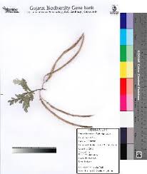 Image result for Sesbania keniensis