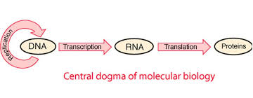 Sample Essay On Central Dogma Of Molecular Biology Essayhomworkhelp Org Central Dogma Molecular Biology Biology