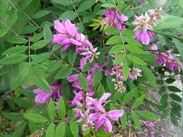 Image result for Indigofera mimosoides