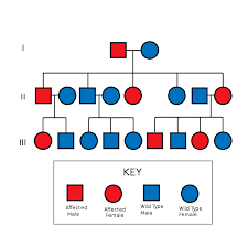 A restriction enzyme is like a key that fits only one lock. Human Heredity Slide Set