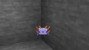There is a very slim chance of a blue axolotl appearing. Finally After 14 Hours Of Constant Breeding Of Axolotls I Finally Have My Blue Axolotl For Reference It S A 1 1200 Chance For One Minecraft