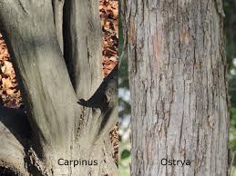 Image result for Mildbraedia carpinifolia