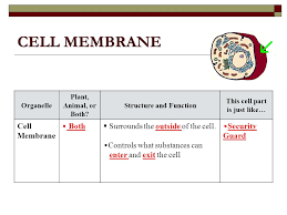 What organelles are you referring to? Cell Organelles Analogies Color Coding Ppt Video Online Download