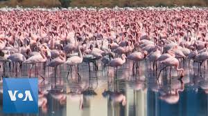 Eine neuartige mutation des virus könnte eine ursache sein. Coronavirus Thousands Of Flamingos Flock To India Lake Youtube